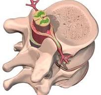 vertebra
spinal cord
nerves
connection